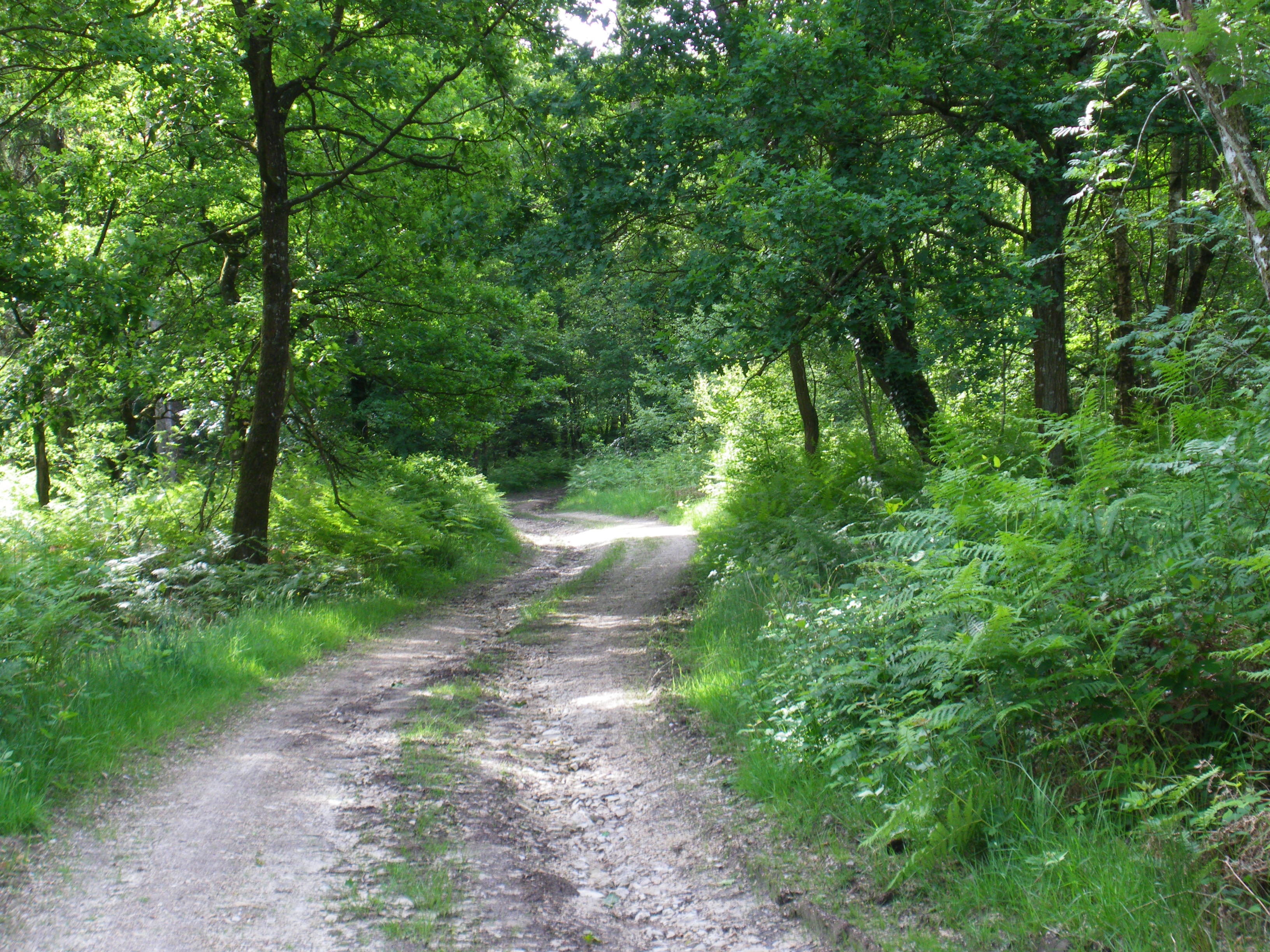 chemin forestier