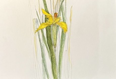 embleme iris